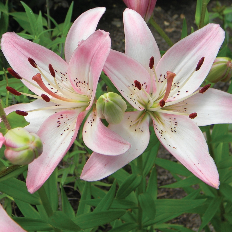 Daylily Dig for Malawi